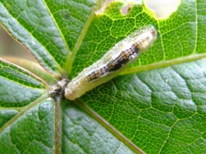 Hoverfly Lavae by Hedgerowmobile - http://flickr.com/hedgerowmobile - Licensed under Creative Commons http://creativecommons.org/licenses/by-nc/2.0/