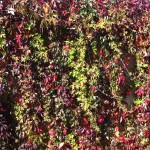 Photo of colourful bright green and red leaves on a wall
