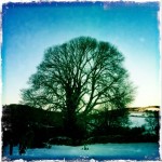Big Tree in Snow