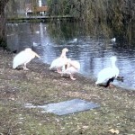 Pelicans in the Park